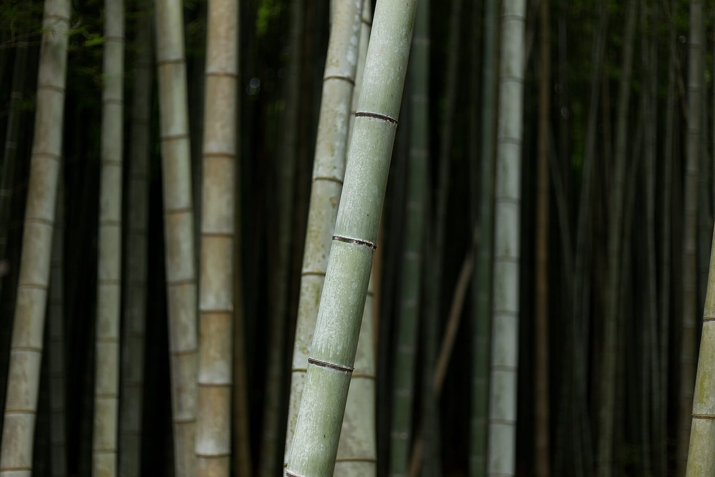Tall bamboo stalks in the Arashiyama bamboo grove, Kyoto