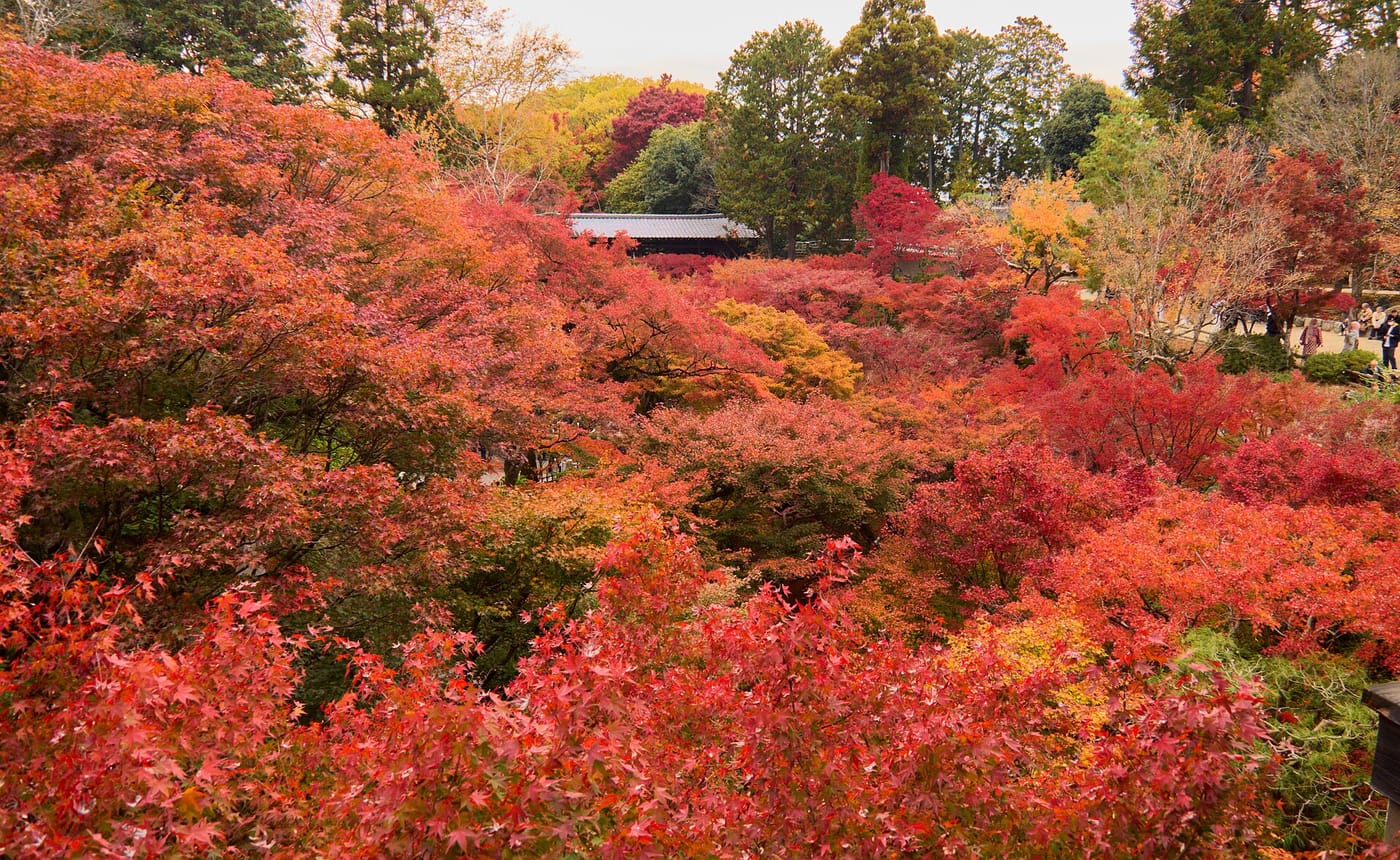 Autumn maples in brilliant red at Tōfuku-ji temple, Kyoto